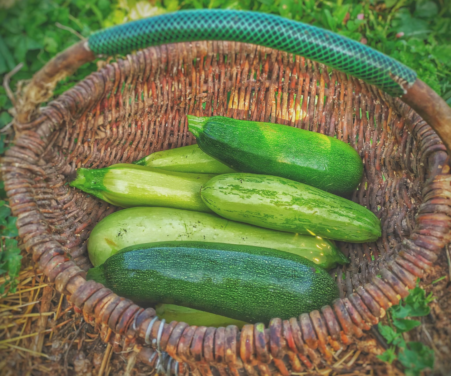 Puppy - Turkey & Pork