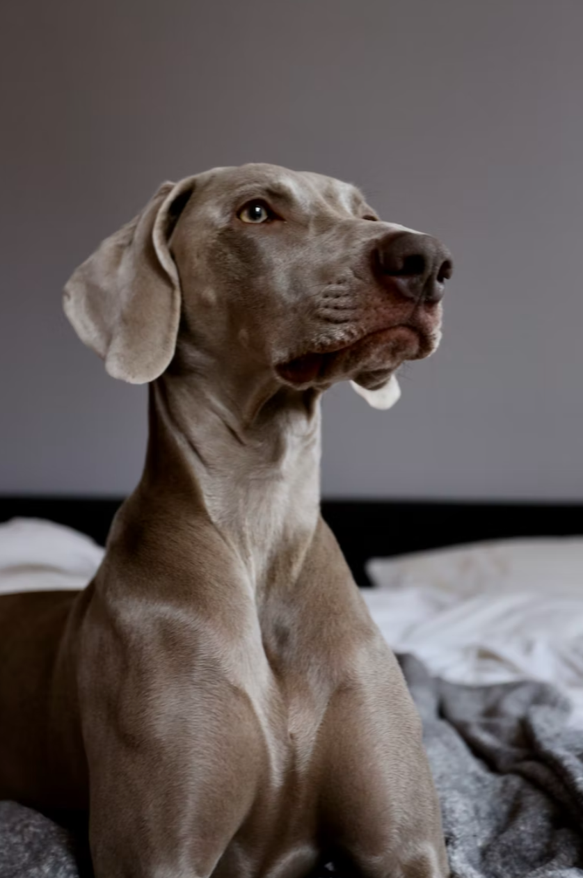 Chicken & Sweet Potato