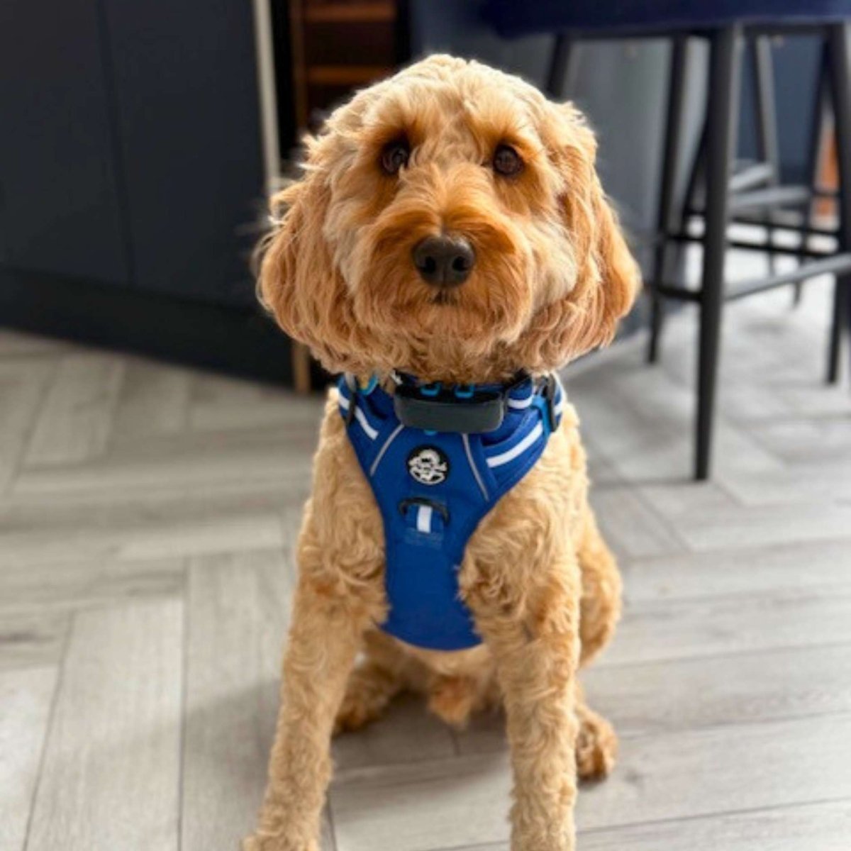Rugged Rover™ Harness - Royal Blue