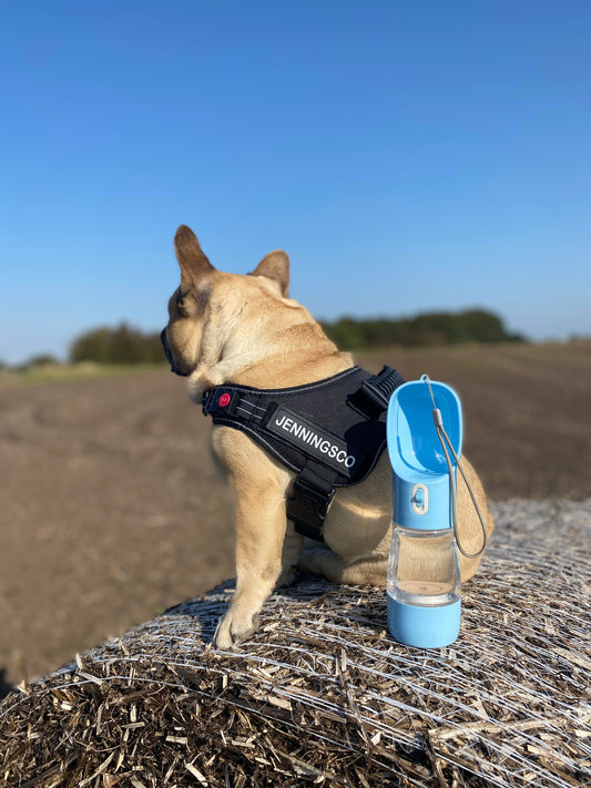 WATER & TREAT BOTTLE - BLUE