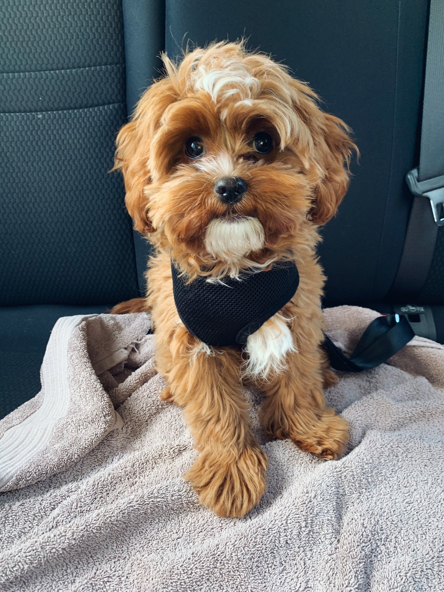 Dog Car Travel Essentials