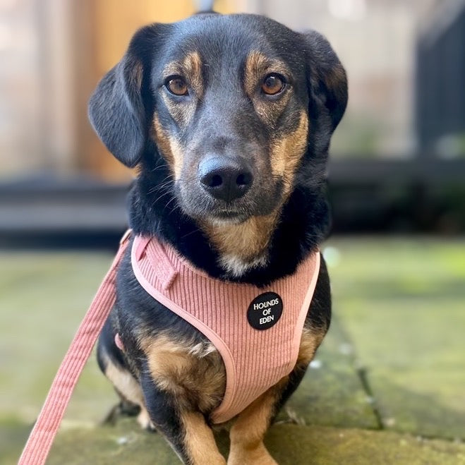 Peach Schnapps - Pink Corduroy Collar