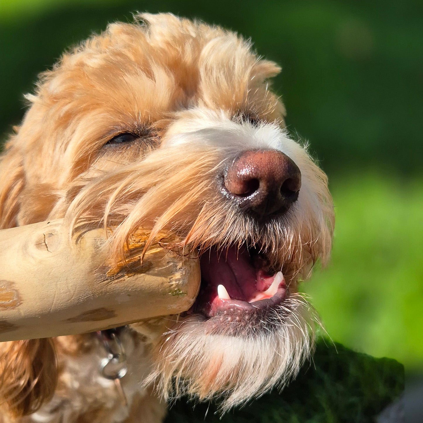 Natural Coffee Wood Dog Chews