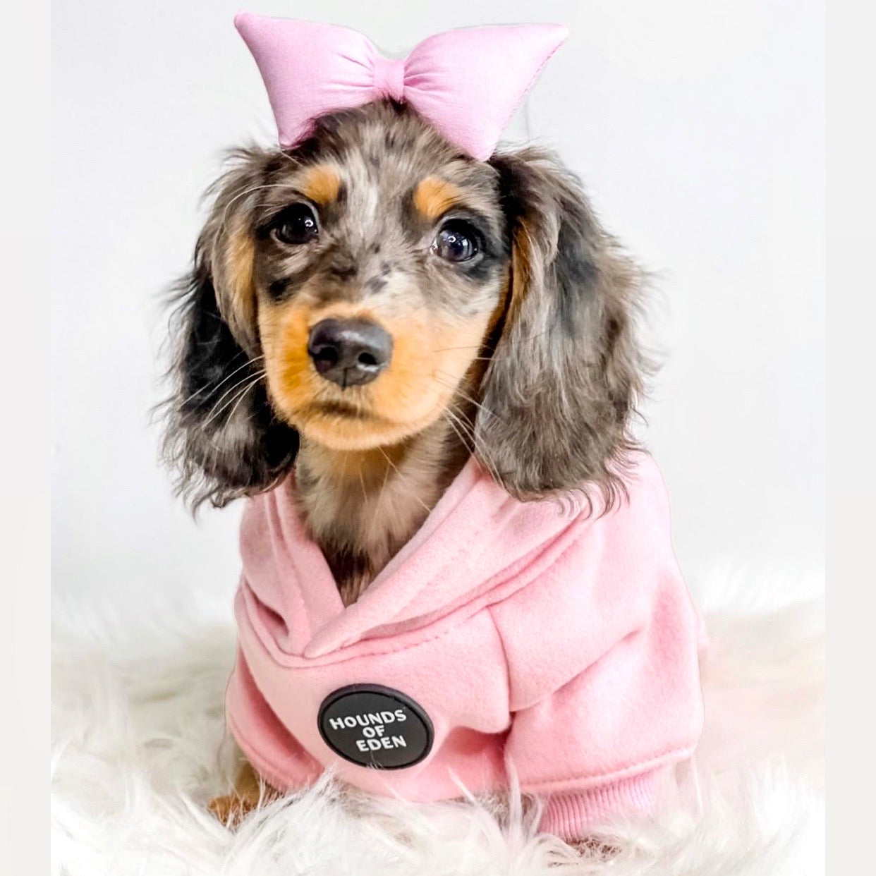 Dog Hoodie - Purple