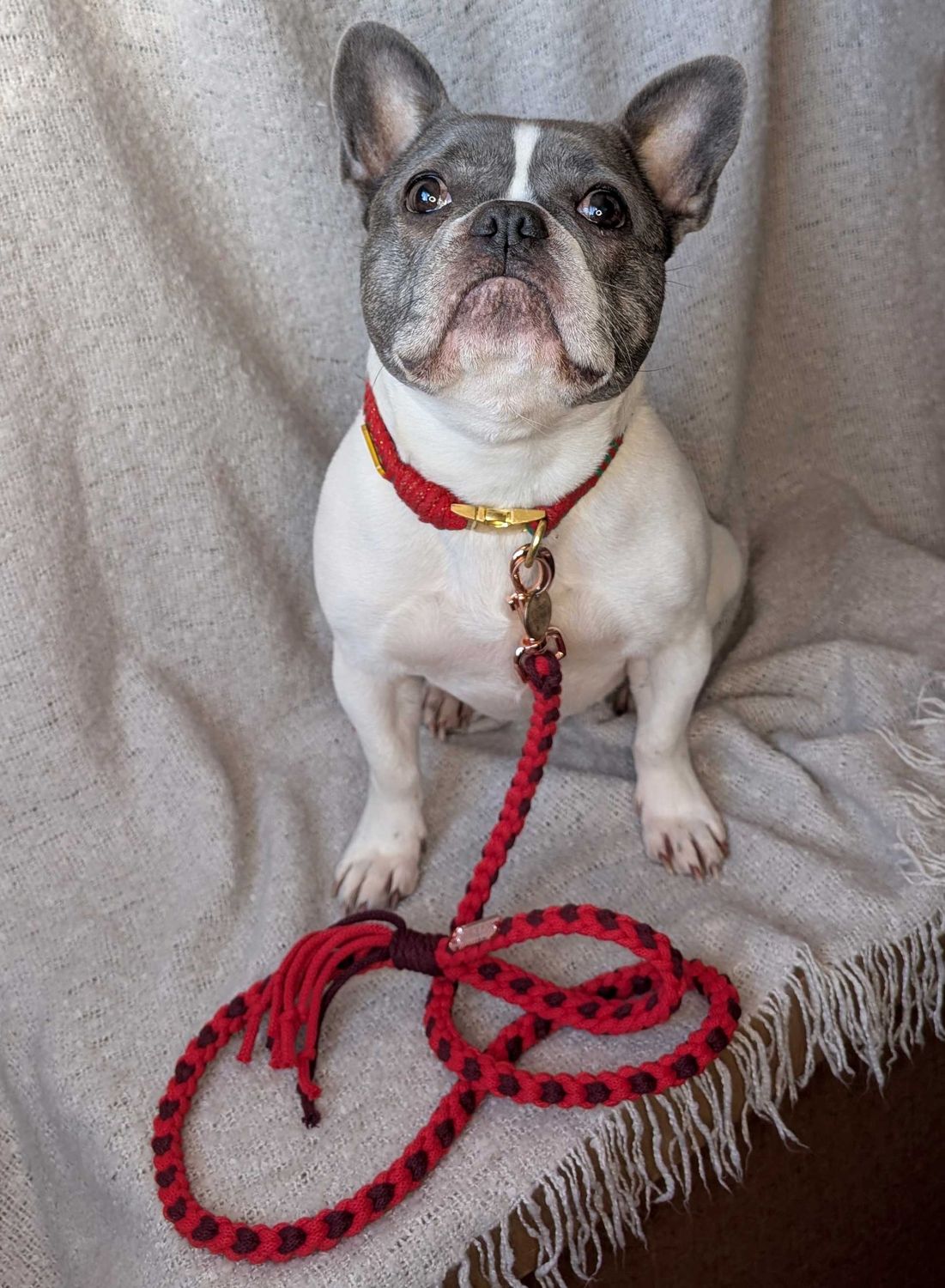 Make Your Own Dog Lead Craft Kit - Valentine's Day Heart Pattern