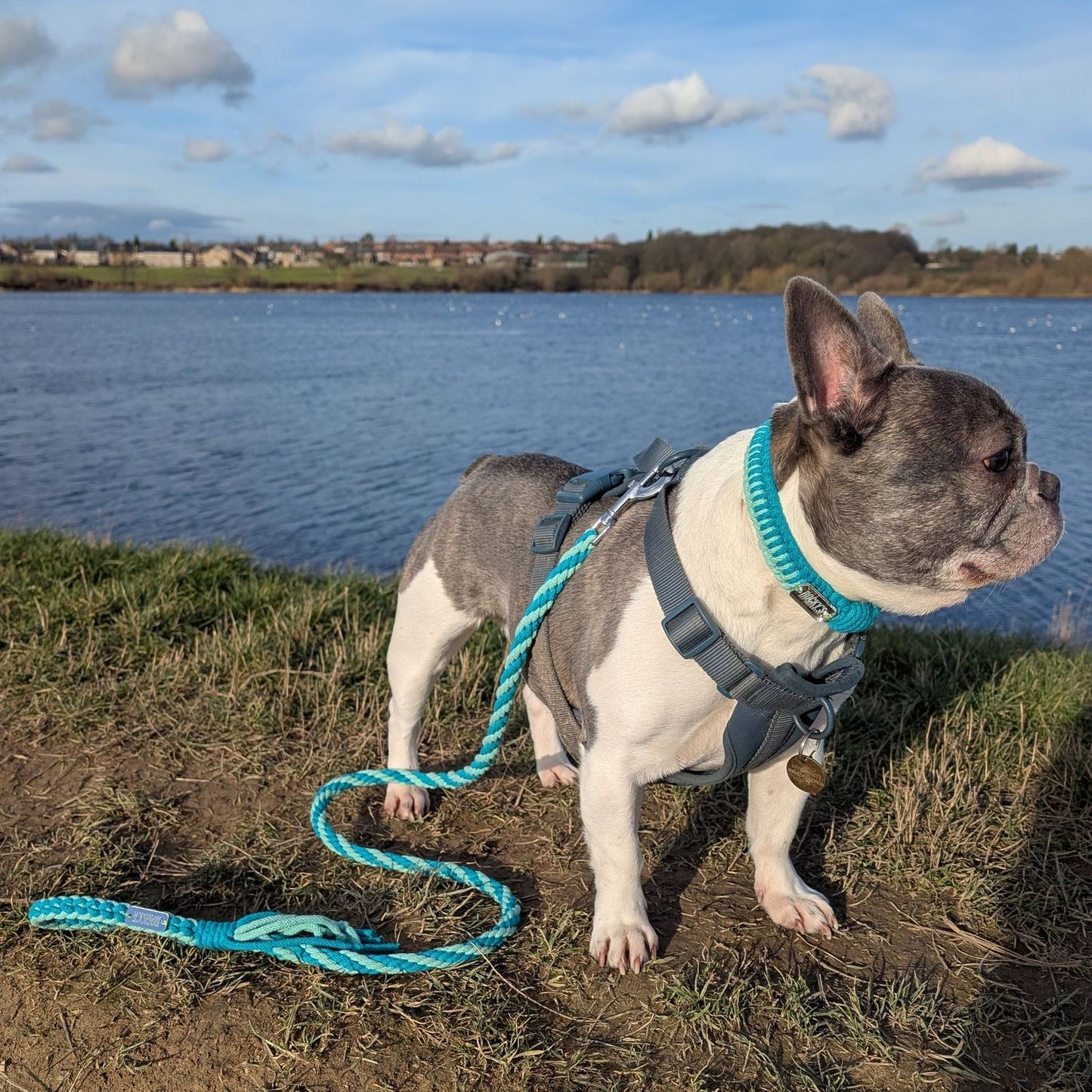 Make Your Own Dog Collar Craft Kit - MINT