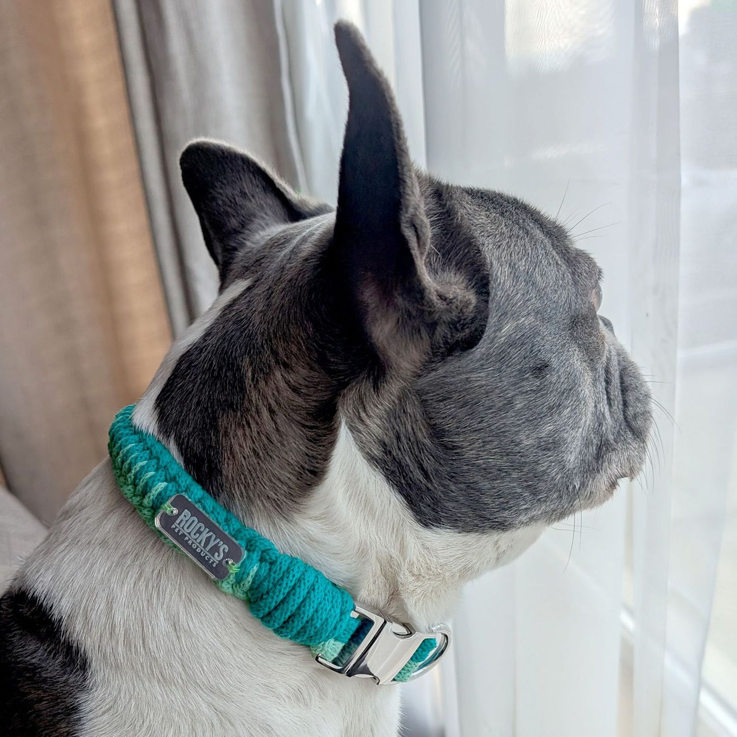 Make Your Own Dog Collar & Friendship Bracelet Craft Kit - MINT