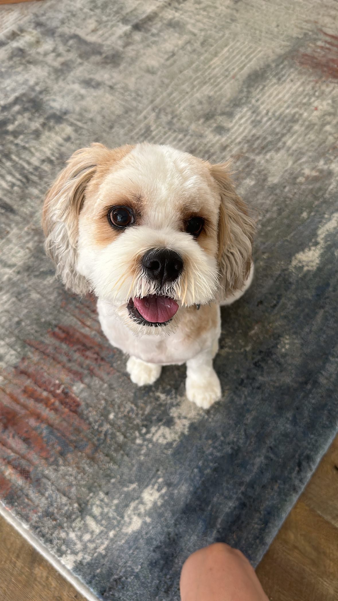 Puppy - Scottish Salmon