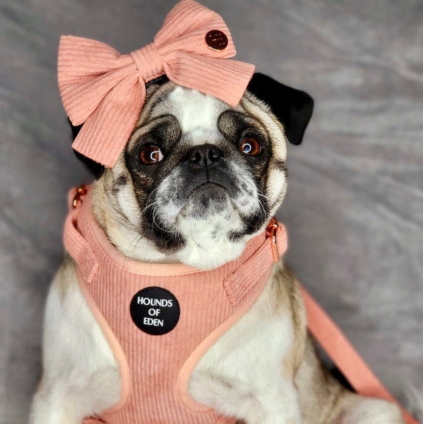 Peach Schnapps - Pink Corduroy Collar