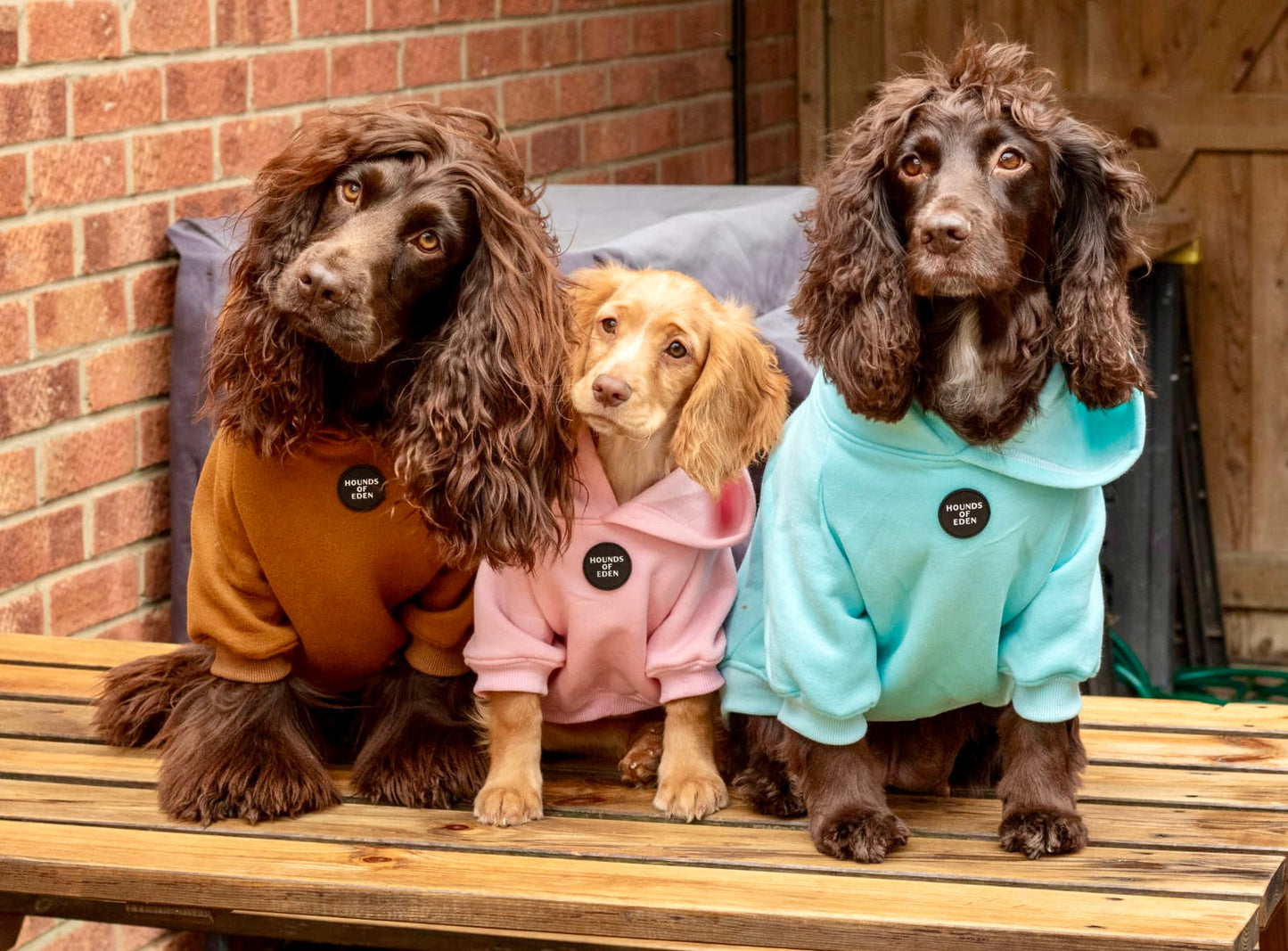 Dog Hoodie - Light Teal