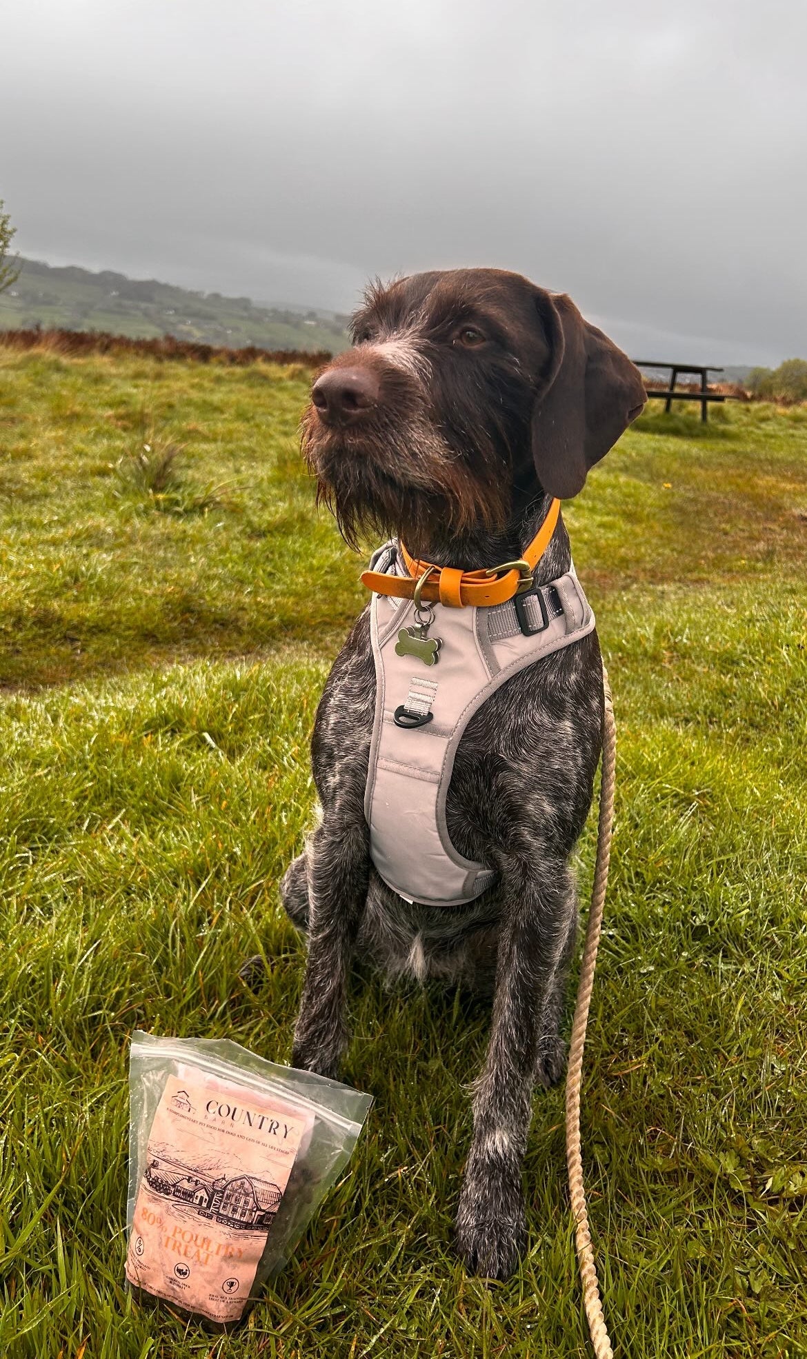 Chicken, Duck & Turkey