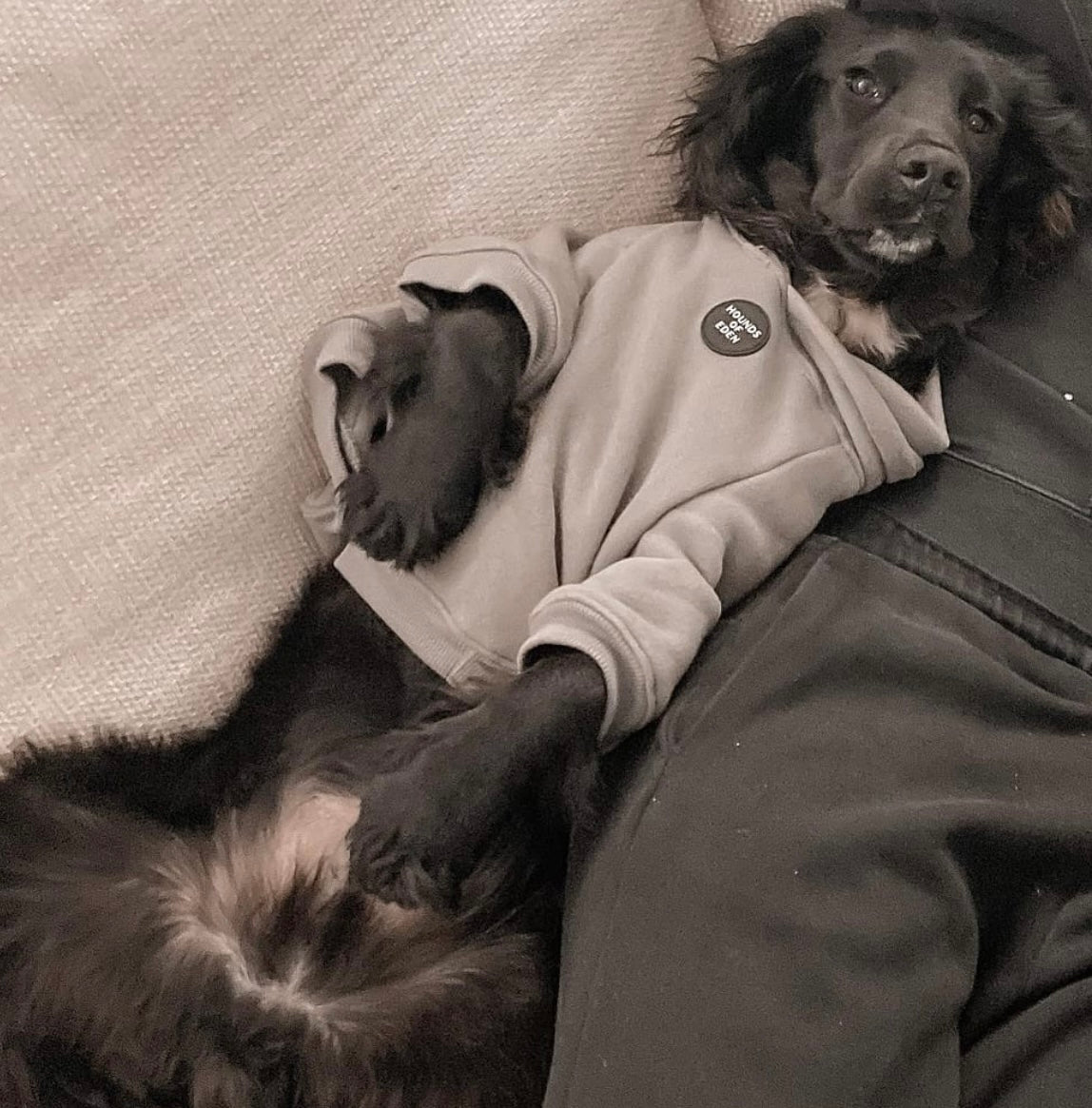 Dog Hoodie - Purple