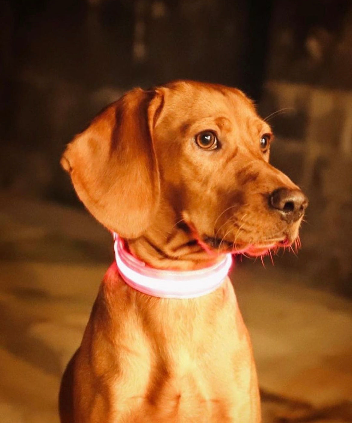 LED Night Collar - Pink