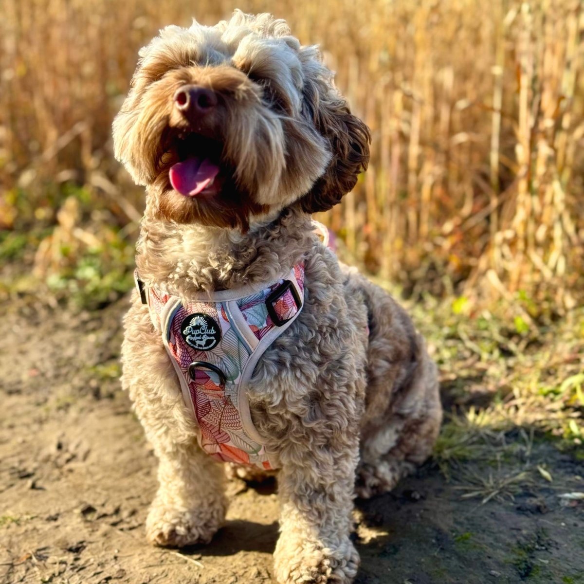Rugged Rover™ Harness - Autumn Breeze