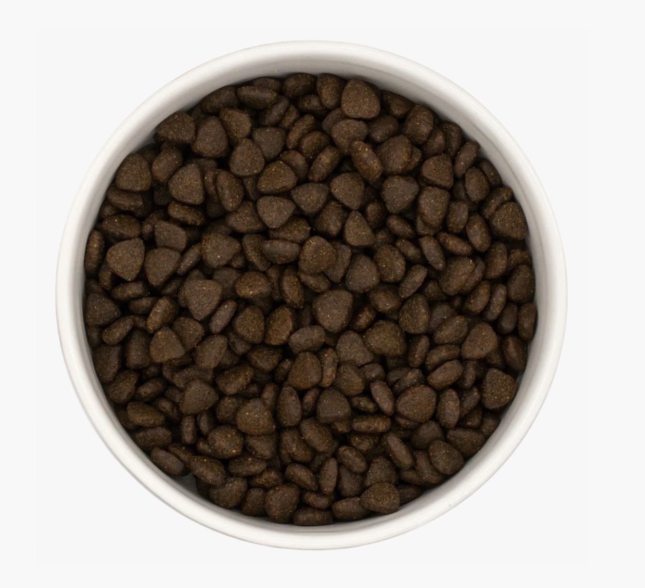 Puppy - Scottish Salmon