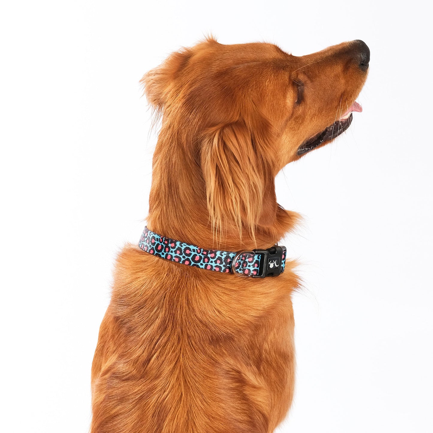 The Willow Dog Collar