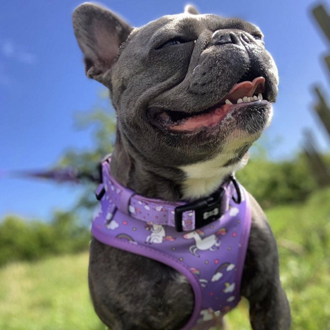 Daydreams and Unicorns Collar