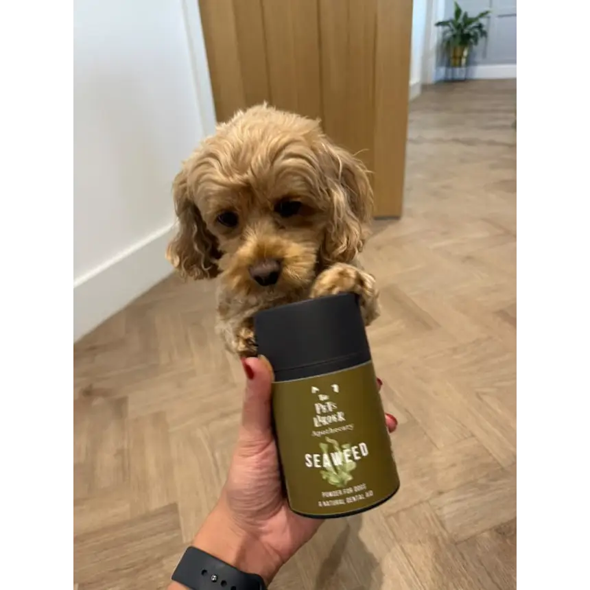 Dental Seaweed for Dogs: Plaque Removal