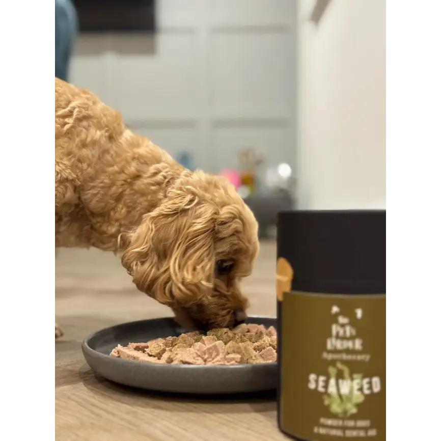 Dental Seaweed for Dogs: Plaque Removal