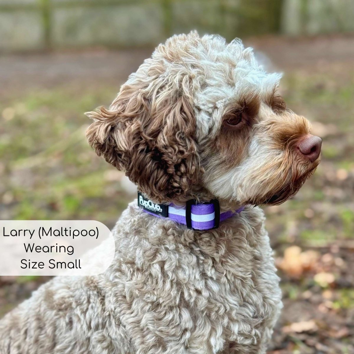 Collar - Lilac Blush