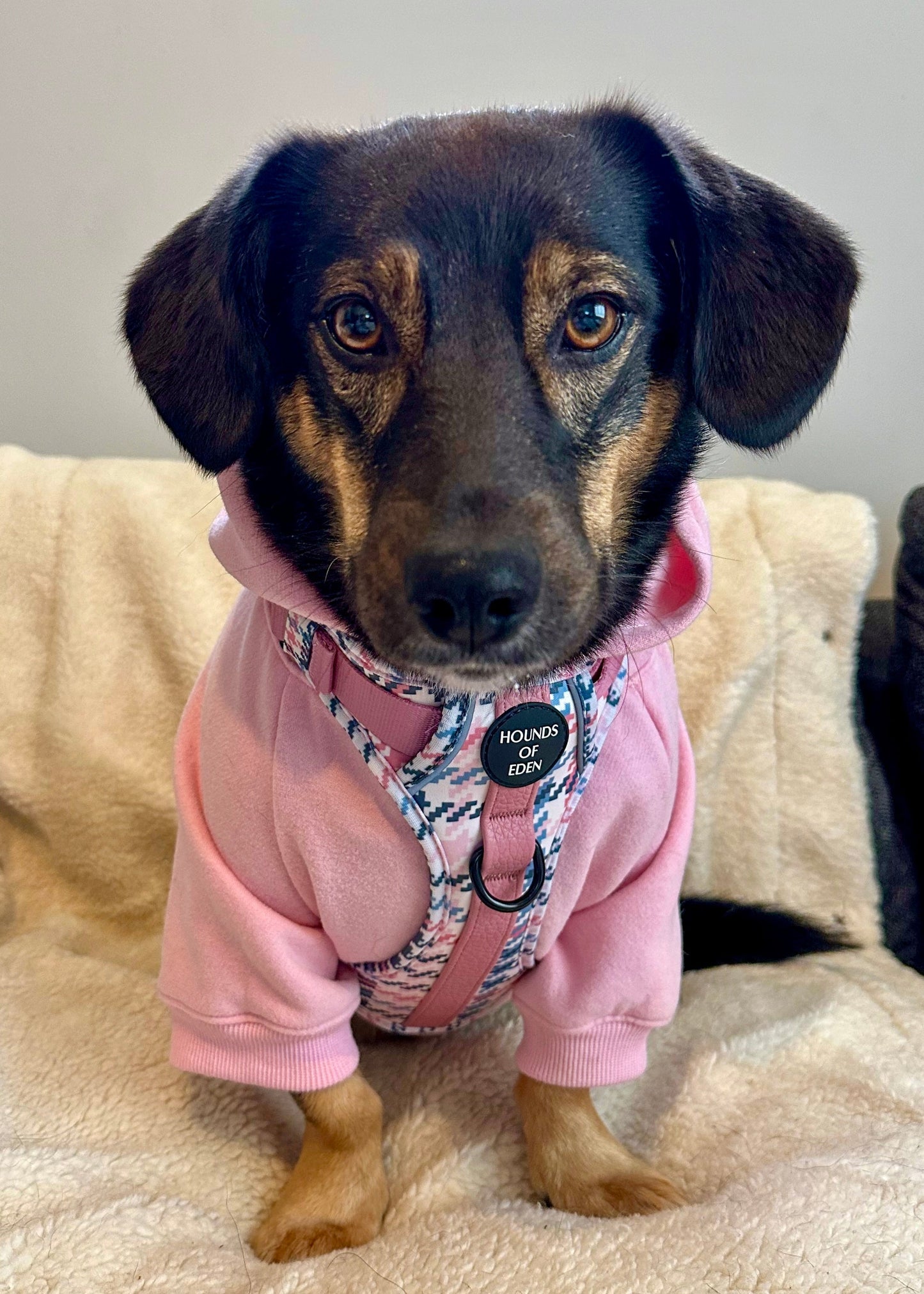 Dog Hoodie - Charcoal Grey