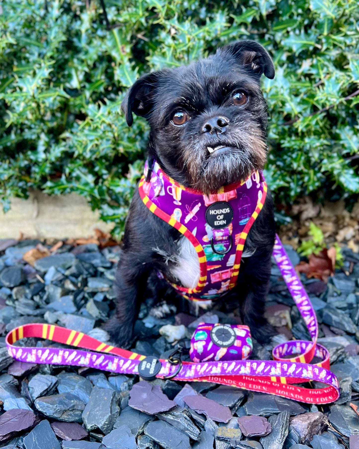 Harry Pawter Design Dog Lead