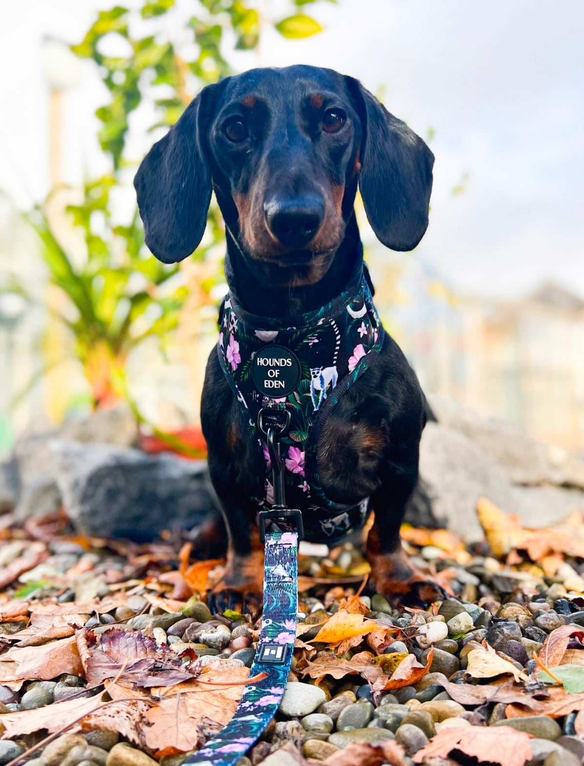 Midnight Madagascar Design Poop Bag Holder