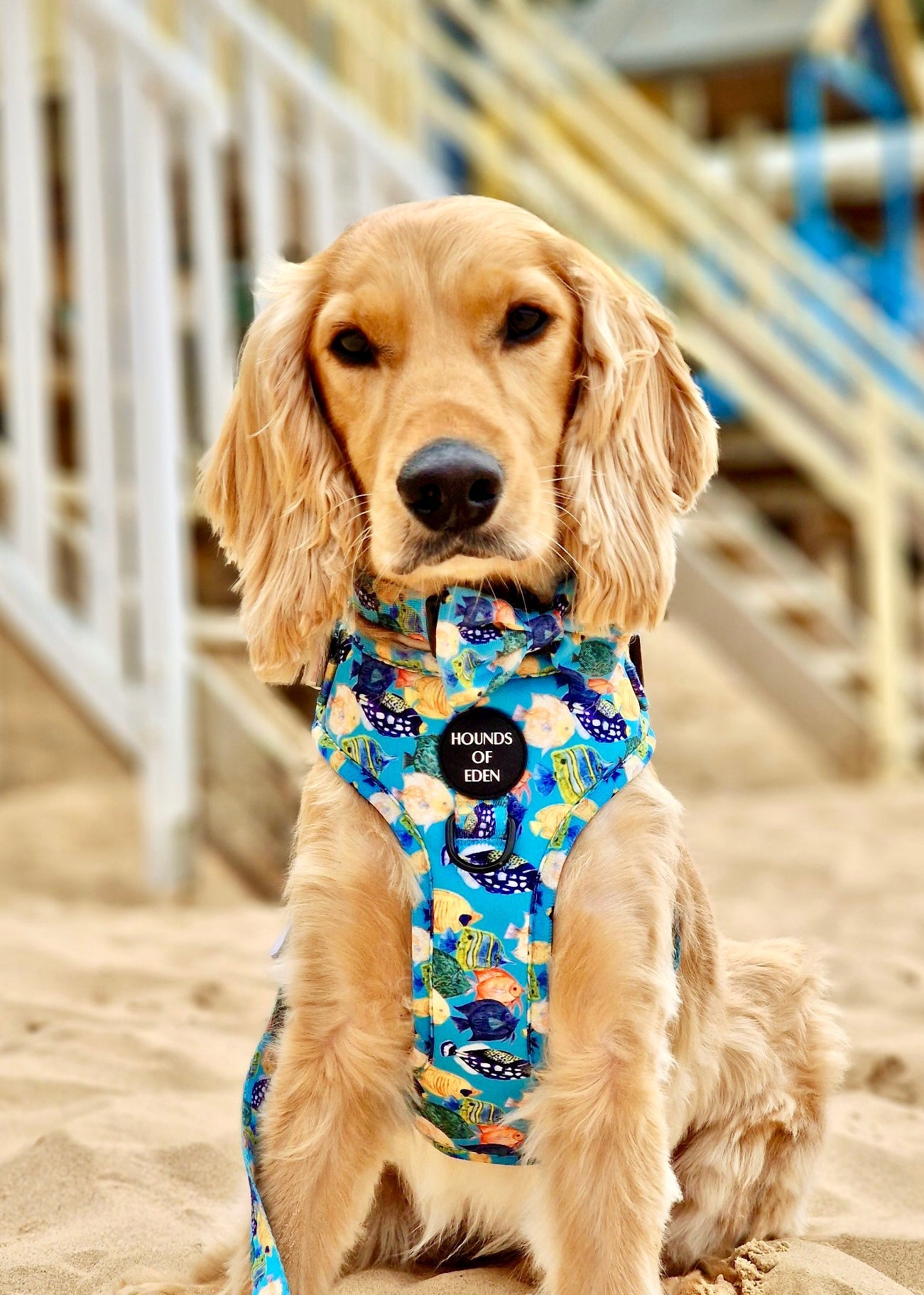 Under The Sea Design Dog Bow Tie