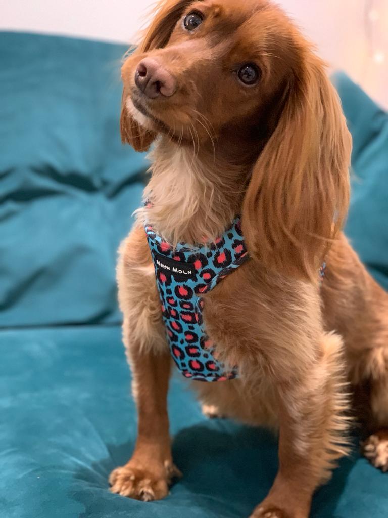 The Willow Mesh Harness