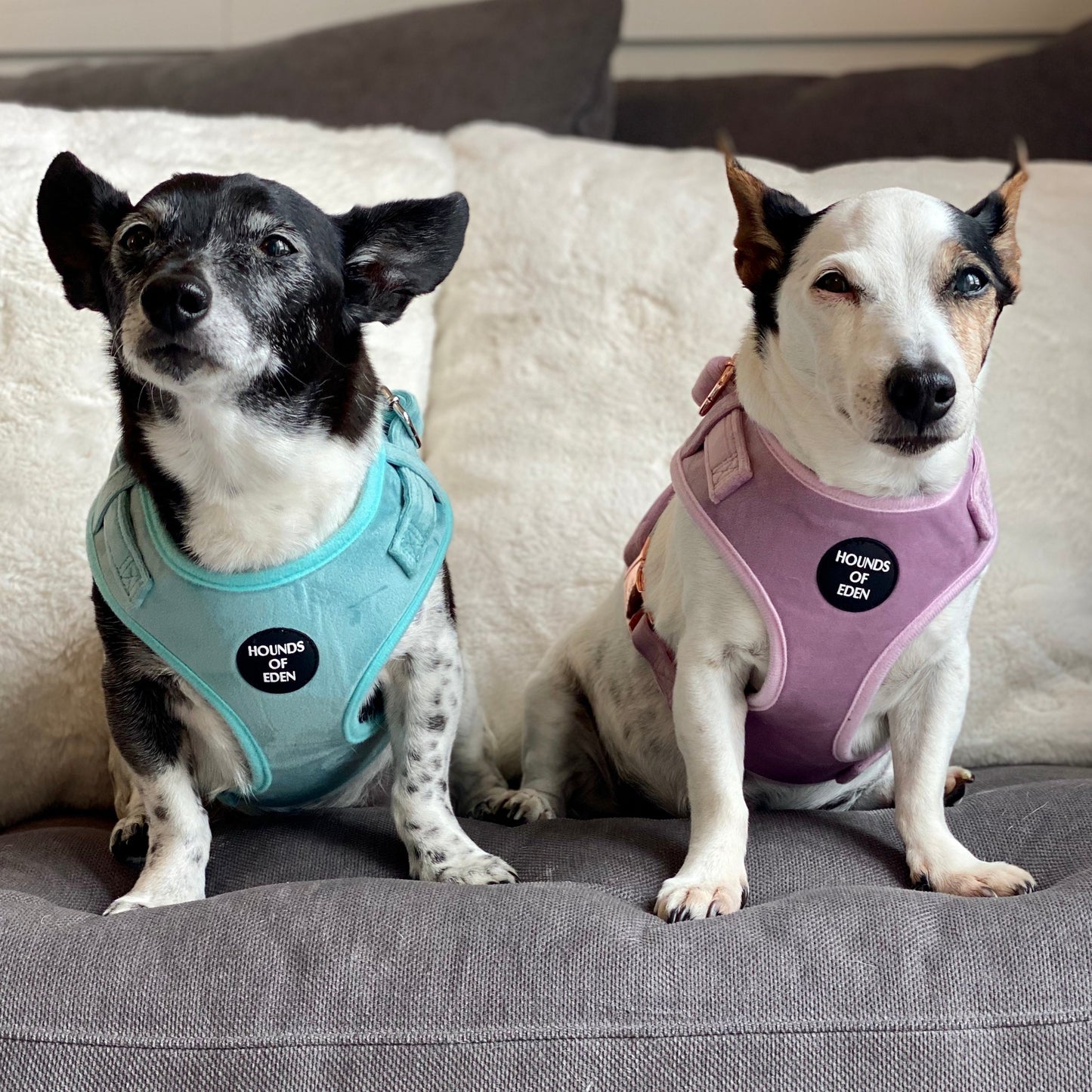 Lilac Dreams - Lilac Velvet Dog Harness with Rose Gold Metal Hardware