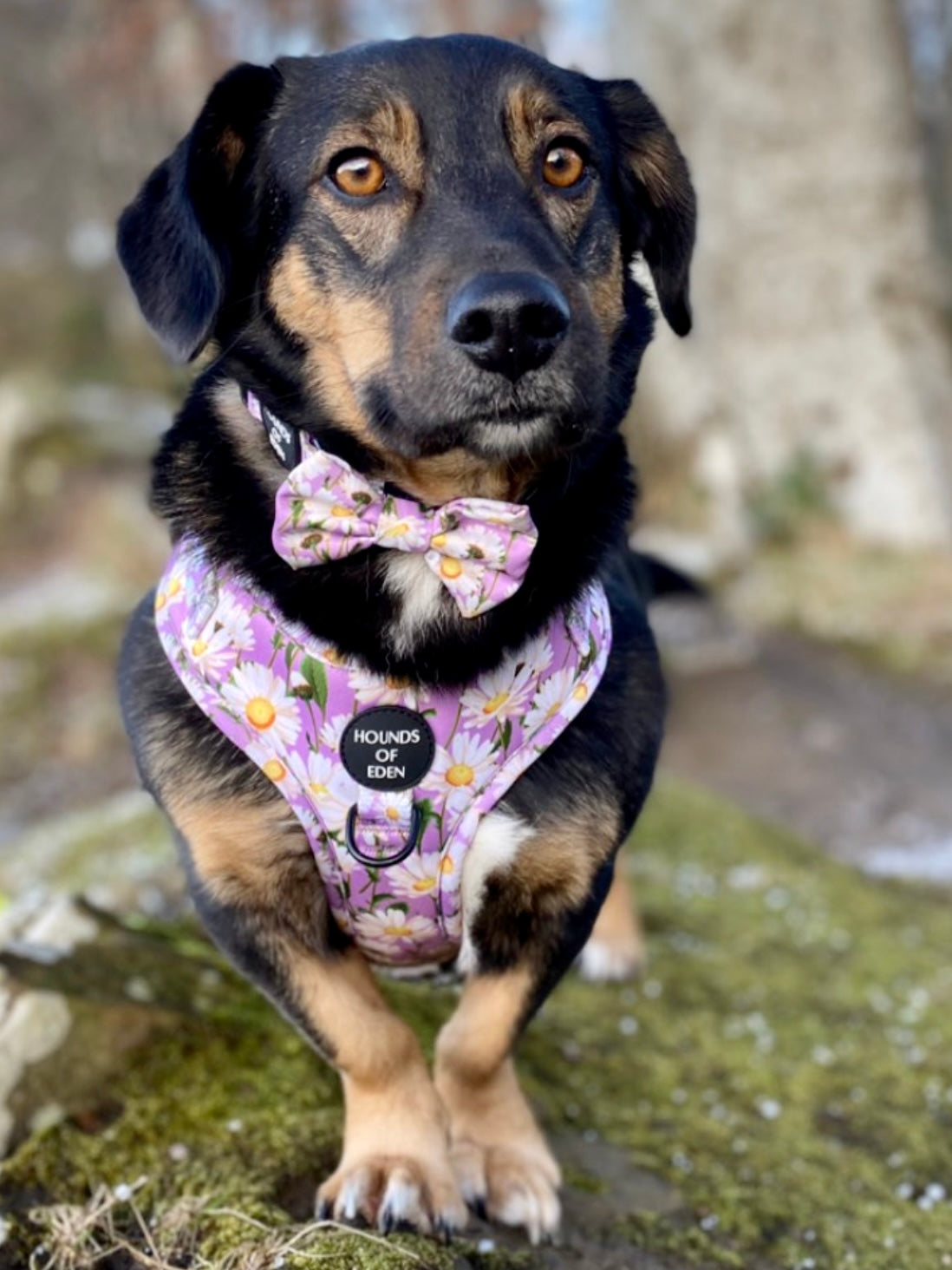 Daisy Dreams Design Dog Harness