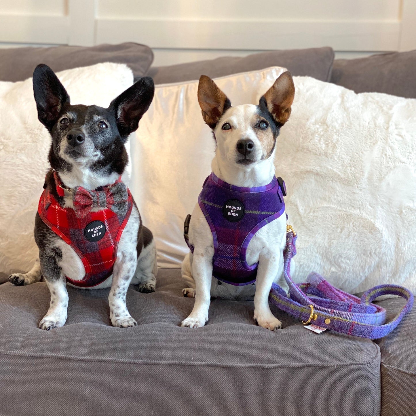 'Molly' - Pink & Purple Check Dog Harness