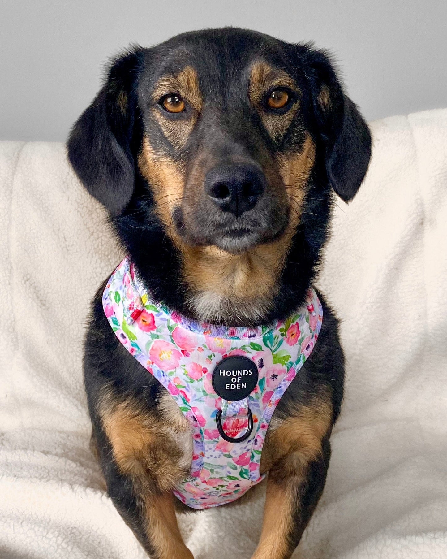 Ziggy's Secret Garden Design Dog Harness