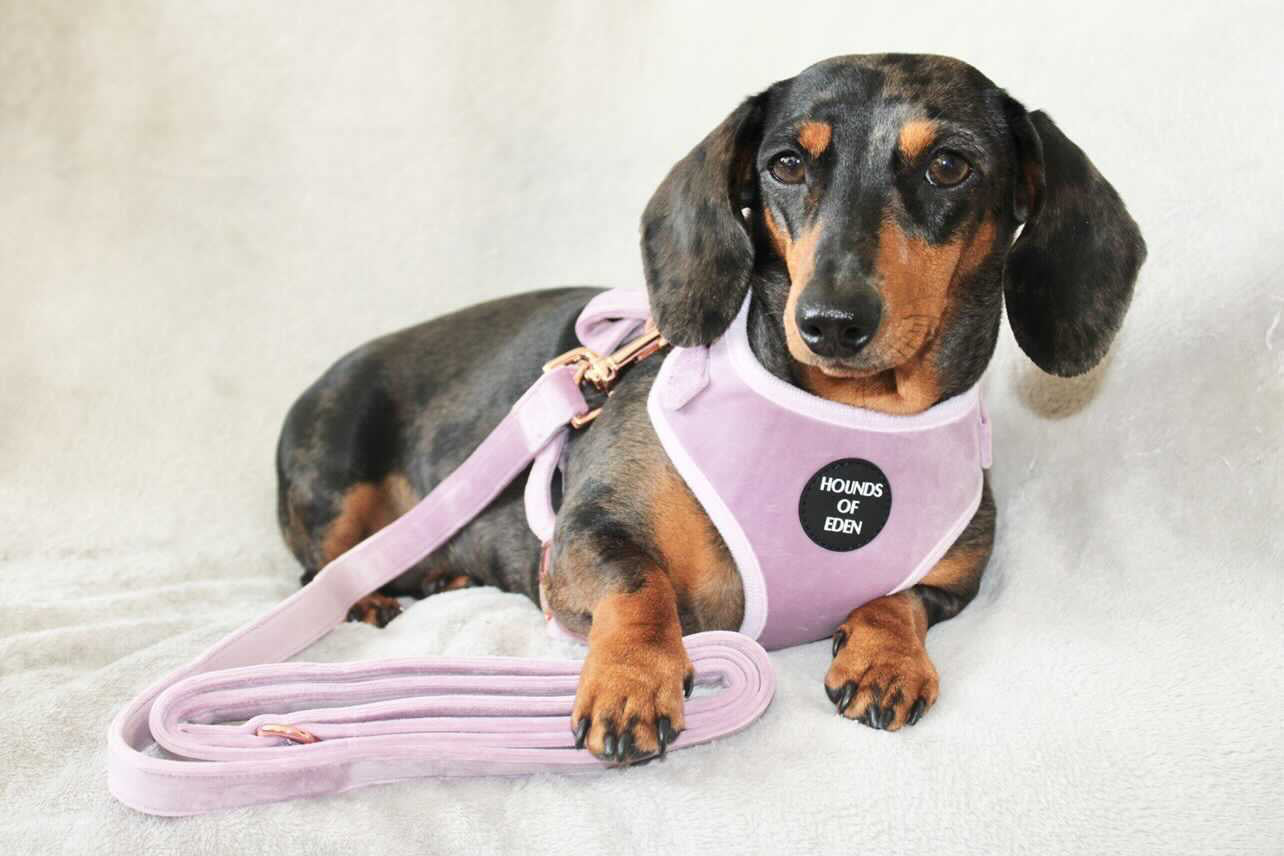 Lilac Dreams - Lilac Velvet Dog Harness with Rose Gold Metal Hardware