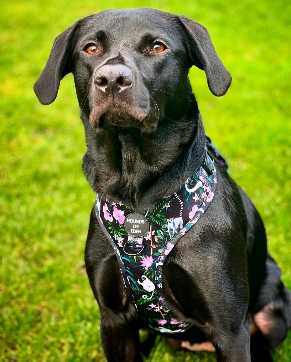 Midnight Madagascar Design Dog Collar