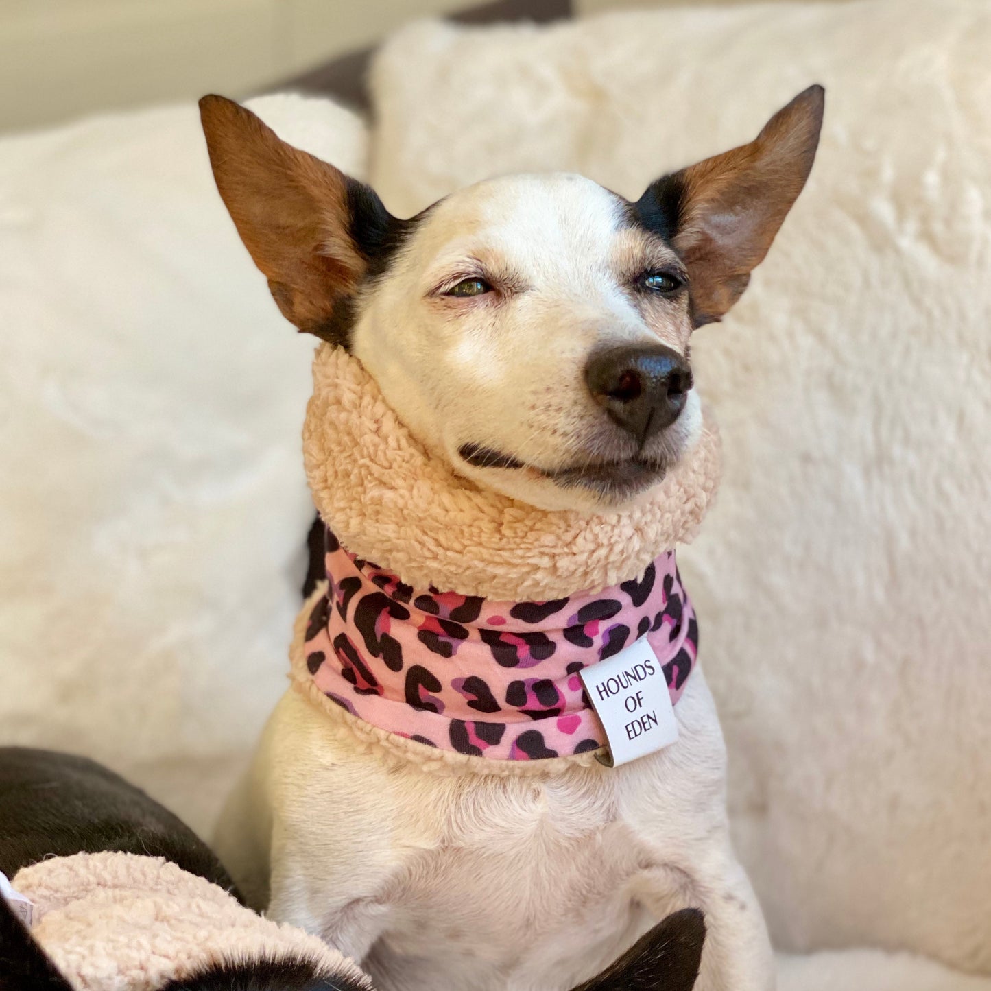 Blushing Leopard Dog Snood