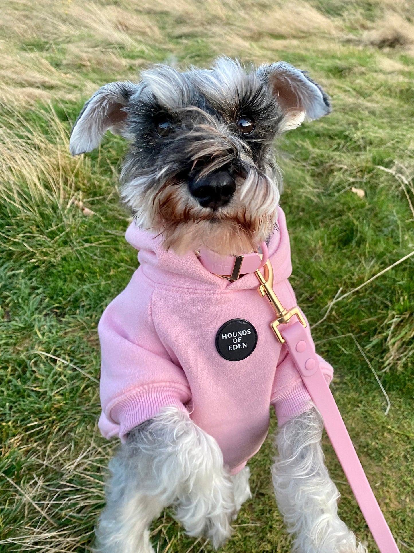 Dog Hoodie - Light Teal