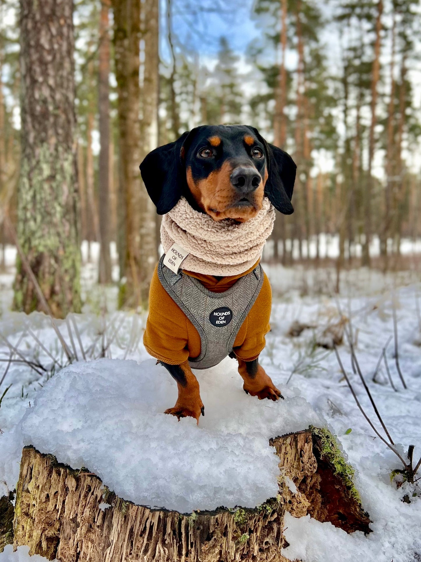 Dog Hoodie - Olive Green