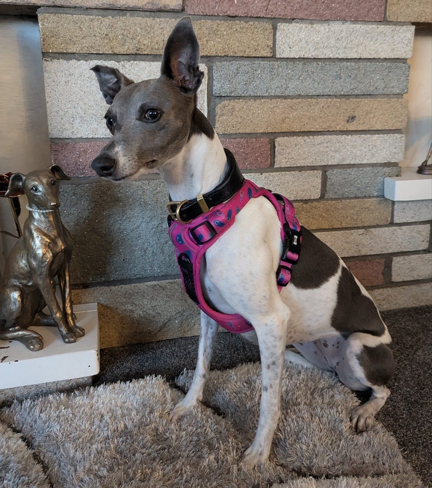 Peacock Power No Pull Tactical Dog Harness