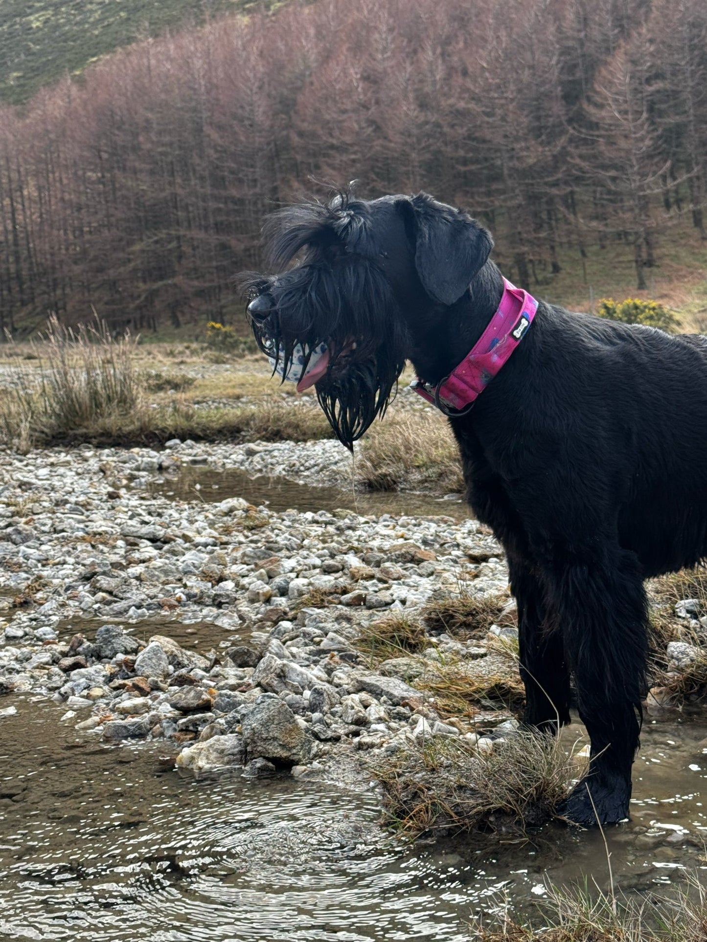 Peacock Power Tactical Dog Collar with Handle