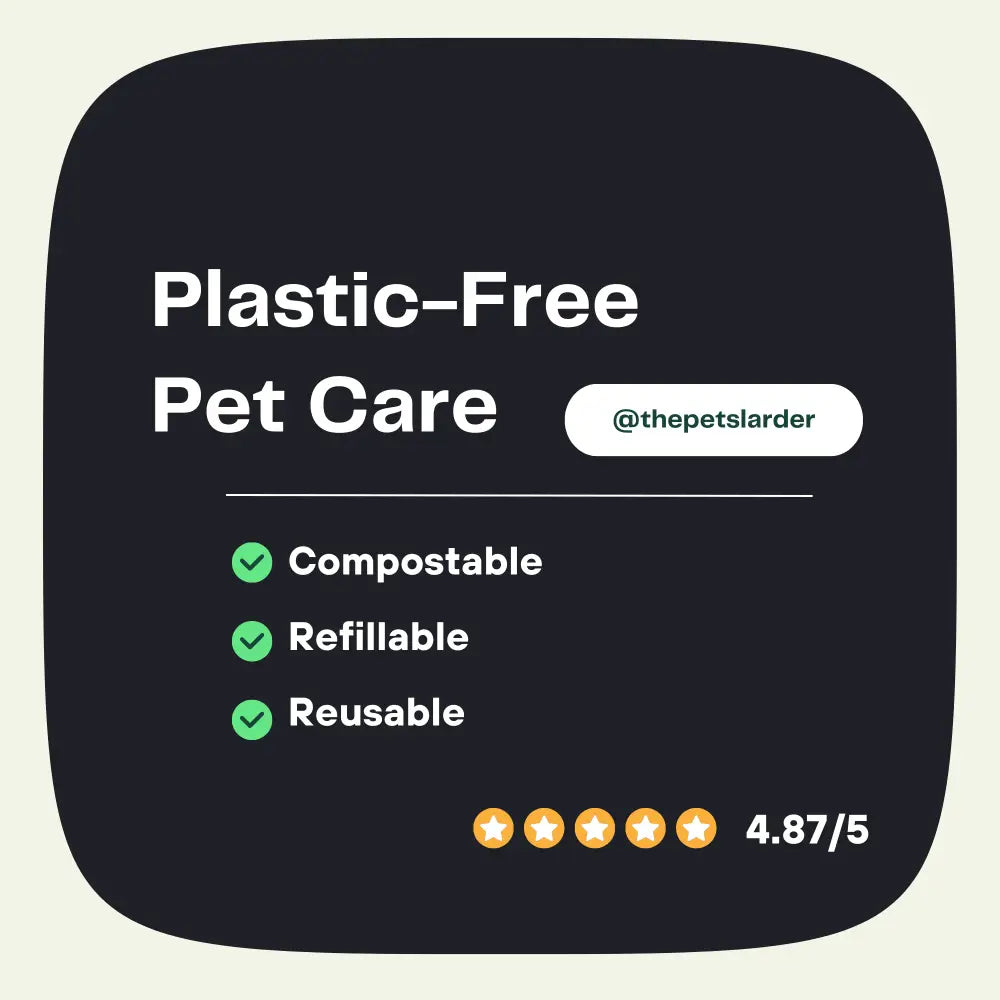 Pumpkin Powder for Dogs: Digestion Aid