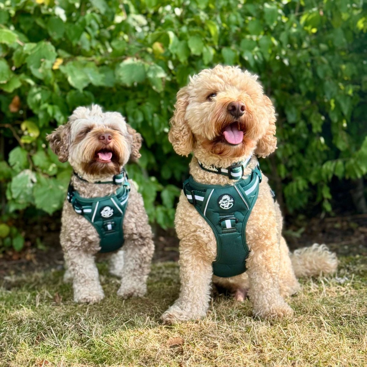 Rugged Rover™ Harness - Forest Green