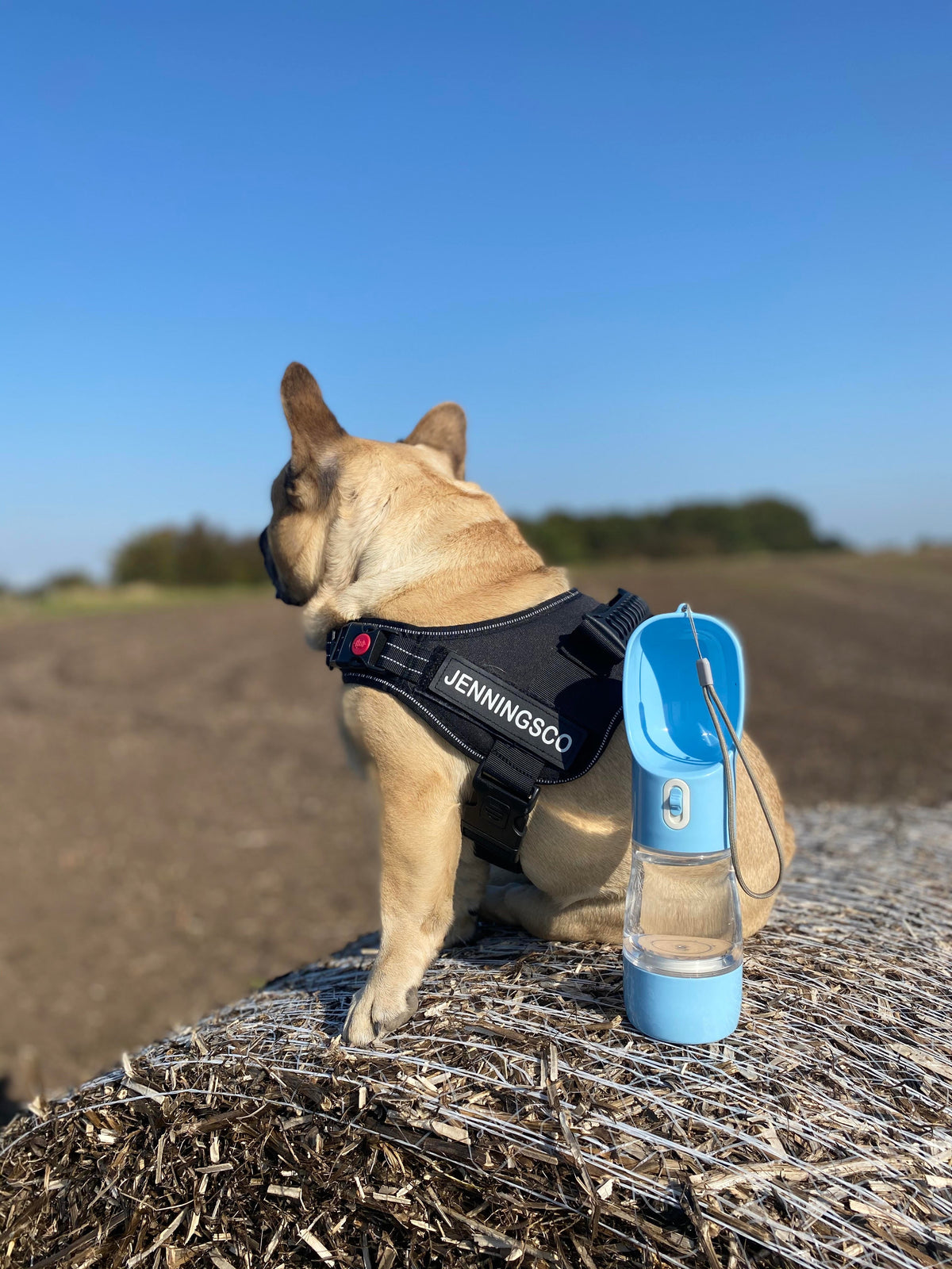 WATER & TREAT BOTTLE - BLUE